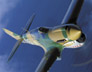 P-40 Warhawk (VIII0074)